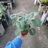 Peperomia Incana Felted Pepperface Live Plant - 4in Pot - Easy Indoor Houseplant - Image 1