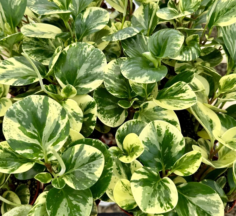 Peperomia Obtusifolia Variegated Live Plant – 4 Inch Pot – Rooted Houseplant Peperomia Obtusifolia Variegated Live Plant – 4 Inch Pot – Rooted Houseplant - Image 2