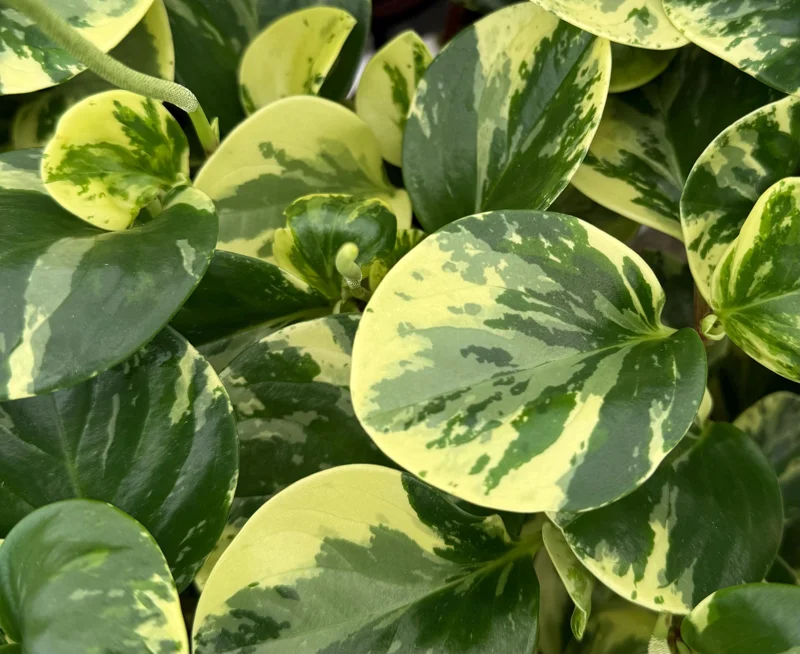Peperomia Obtusifolia Variegated Live Plant – 4 Inch Pot – Rooted Houseplant Peperomia Obtusifolia Variegated Live Plant – 4 Inch Pot – Rooted Houseplant - Image 4