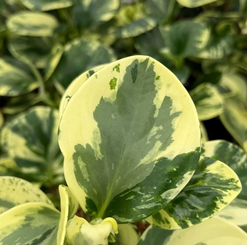 Peperomia Obtusifolia Variegated Live Plant – 4 Inch Pot – Rooted Houseplant Peperomia Obtusifolia Variegated Live Plant – 4 Inch Pot – Rooted Houseplant - Image 5