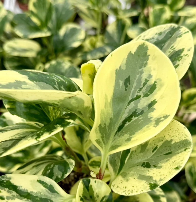 Peperomia Obtusifolia Variegated Live Plant – 4 Inch Pot – Rooted Houseplant Peperomia Obtusifolia Variegated Live Plant – 4 Inch Pot – Rooted Houseplant - Image 6