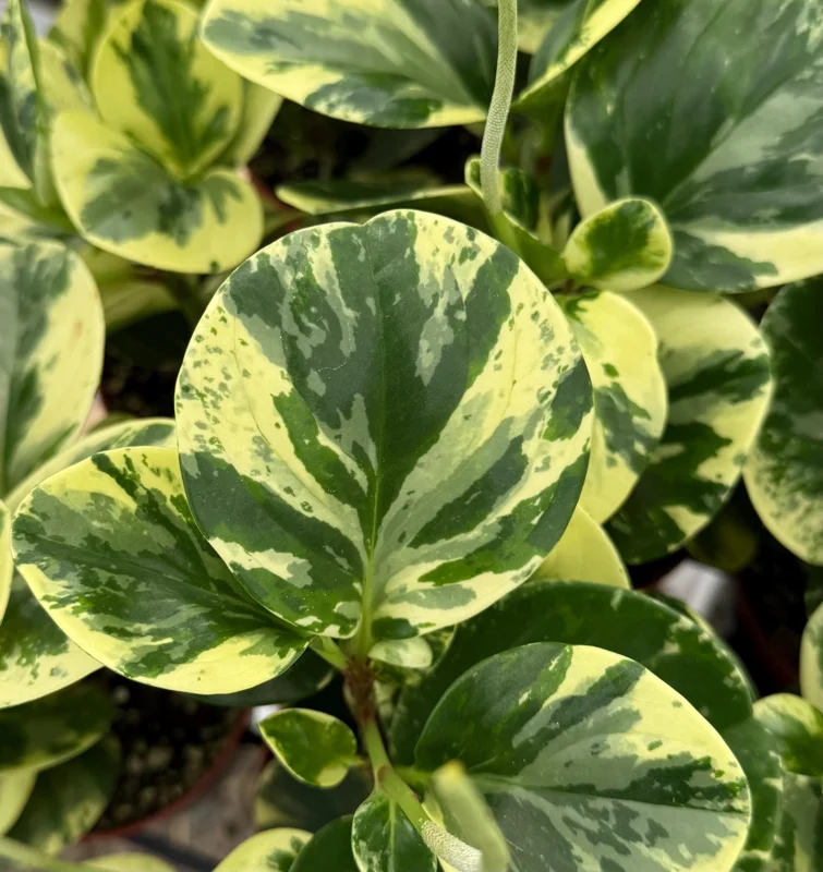 Peperomia Obtusifolia Variegated Live Plant – 4 Inch Pot – Rooted Houseplant Peperomia Obtusifolia Variegated Live Plant – 4 Inch Pot – Rooted Houseplant - Image 1