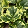 Peperomia Obtusifolia Variegated Live Plant – 4 Inch Pot – Easy Care Houseplant Peperomia Obtusifolia Variegated Live Plant – 4 Inch Pot – Easy Care Houseplant - Image 1