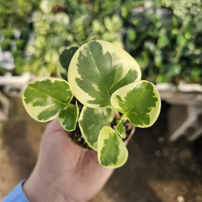 Peperomia Obtusifolia Variegated Live Plant - Radiator Plant - 2in Pot Peperomia Obtusifolia Variegated Live Plant - Radiator Plant - 2in Pot - Image 3