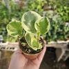 Peperomia Obtusifolia Variegated Live Plant - Radiator Plant - 2in Pot - Image 1
