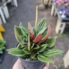 Peperomia Rosso Live Plant – Peperomia Caperata Rosso – Easy Care Houseplant – 4 inch Pot - Image 1