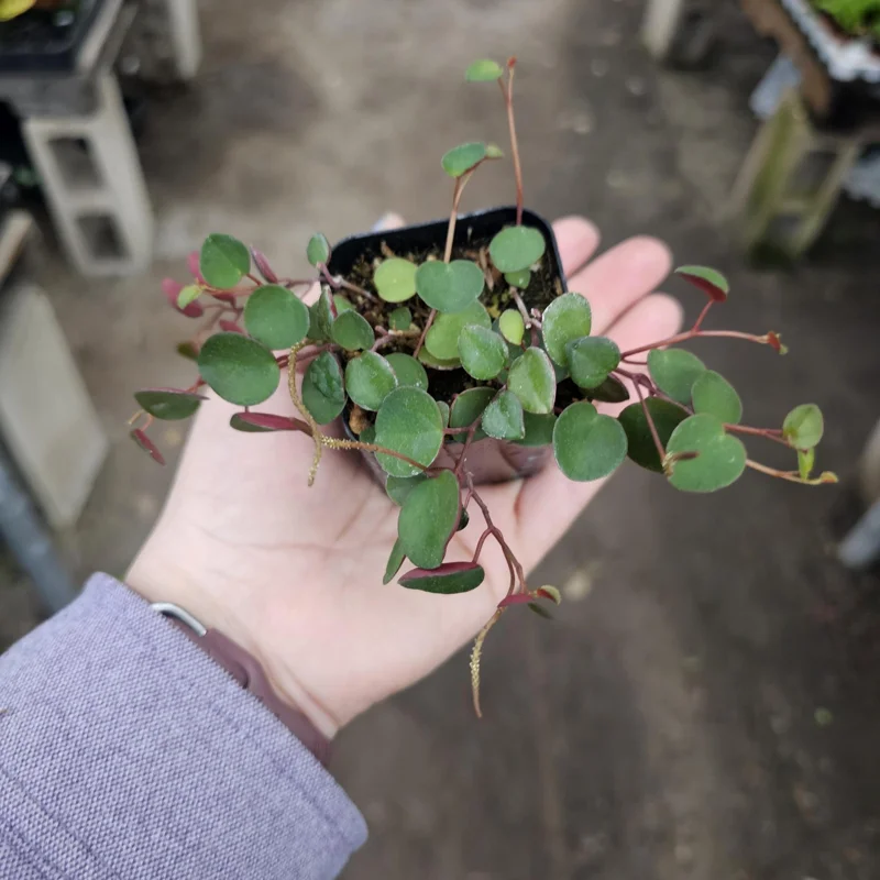 Peperomia Ruby Cascade Live Plant – Trailing Houseplant – 2in & 4in Pot Sizes – Indoor Peperomia Ruby Cascade Live Plant – Trailing Houseplant – 2in & 4in Pot Sizes – Indoor - Image 2