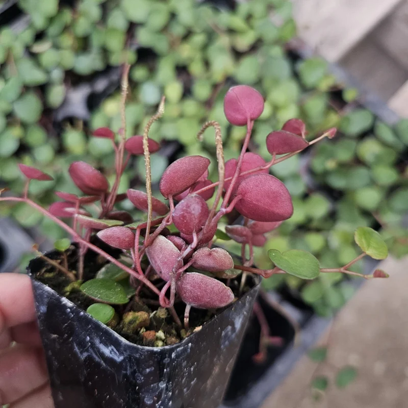 Peperomia Ruby Cascade Live Plant – Trailing Houseplant – 2in & 4in Pot Sizes – Indoor Peperomia Ruby Cascade Live Plant – Trailing Houseplant – 2in & 4in Pot Sizes – Indoor - Image 3