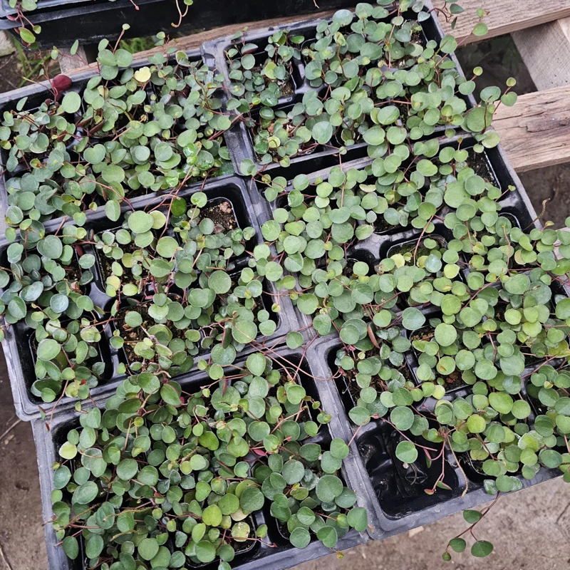 Peperomia Ruby Cascade Live Plant – Trailing Houseplant – 2in & 4in Pot Sizes – Indoor Peperomia Ruby Cascade Live Plant – Trailing Houseplant – 2in & 4in Pot Sizes – Indoor - Image 4