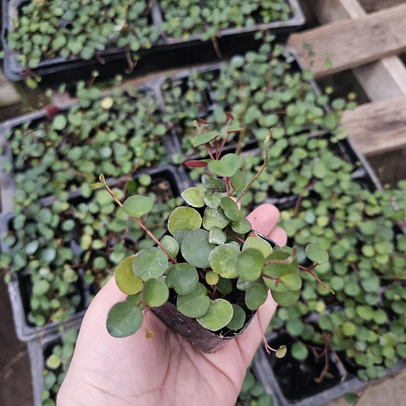 Peperomia Ruby Cascade Live Plant – Trailing Houseplant – 2in & 4in Pot Sizes – Indoor Peperomia Ruby Cascade Live Plant – Trailing Houseplant – 2in & 4in Pot Sizes – Indoor - Image 5