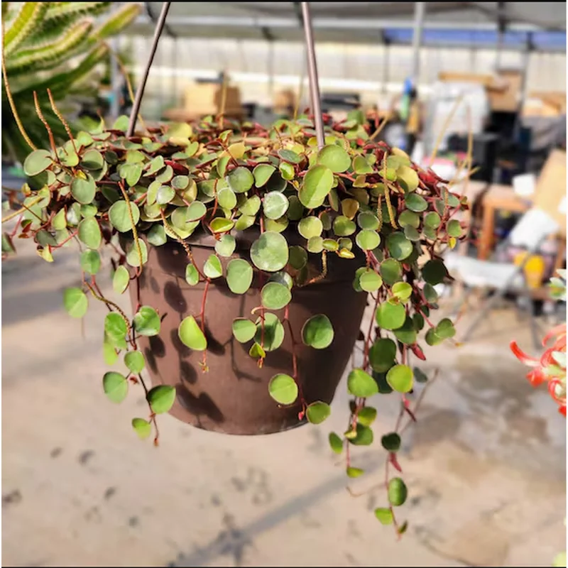 Peperomia 'Ruby Cascade' Live Succulent Plant – 2 Inch Pot – Indoor Houseplant Peperomia 'Ruby Cascade' Live Succulent Plant – 2 Inch Pot – Indoor Houseplant - Image 2