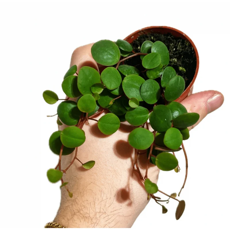 Peperomia 'Ruby Cascade' Live Succulent Plant – 2 Inch Pot – Indoor Houseplant Peperomia 'Ruby Cascade' Live Succulent Plant – 2 Inch Pot – Indoor Houseplant - Image 3