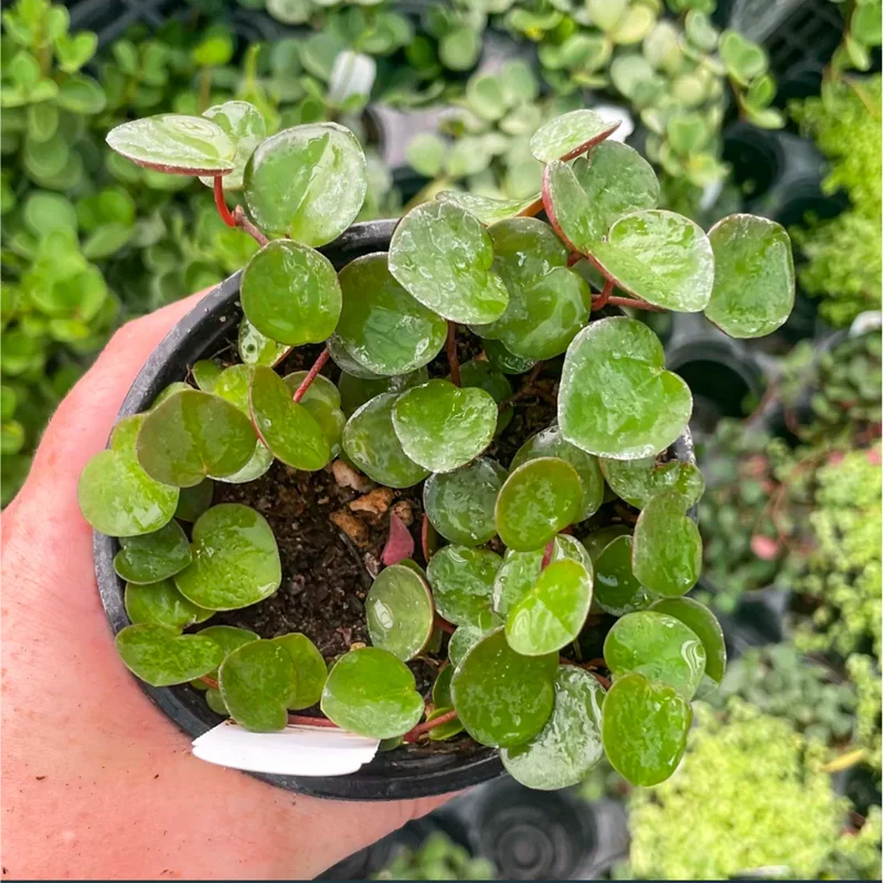 Peperomia 'Ruby Cascade' Live Succulent Plant – 2 Inch Pot – Indoor Houseplant Peperomia 'Ruby Cascade' Live Succulent Plant – 2 Inch Pot – Indoor Houseplant - Image 4