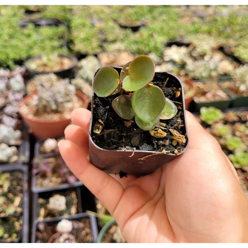 Peperomia 'Ruby Cascade' Live Succulent Plant – 2 Inch Pot – Indoor Houseplant Peperomia 'Ruby Cascade' Live Succulent Plant – 2 Inch Pot – Indoor Houseplant - Image 6