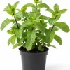 Peppermint Live Plant – 4 Inch Pot – Fresh Fragrant Mint Herb – Indoor/Outdoor - Image 1