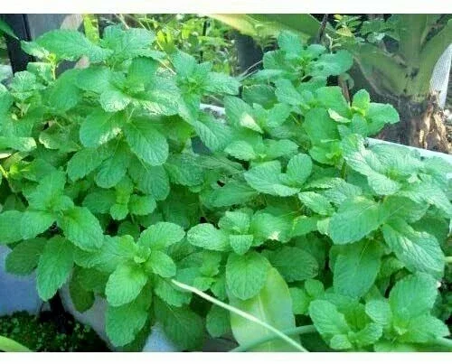 Peppermint Live Plant - Edible Aromatic Herb - Easy Care Mentha Piperita Peppermint Live Plant - Edible Aromatic Herb - Easy Care Mentha Piperita - Image 2