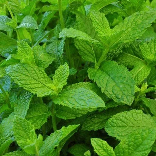 Peppermint Live Plant - Edible Aromatic Herb - Easy Care Mentha Piperita Peppermint Live Plant - Edible Aromatic Herb - Easy Care Mentha Piperita - Image 4
