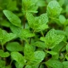 Peppermint Live Plant - Edible Aromatic Herb - Easy Care Mentha Piperita Peppermint Live Plant - Edible Aromatic Herb - Easy Care Mentha Piperita - Image 1