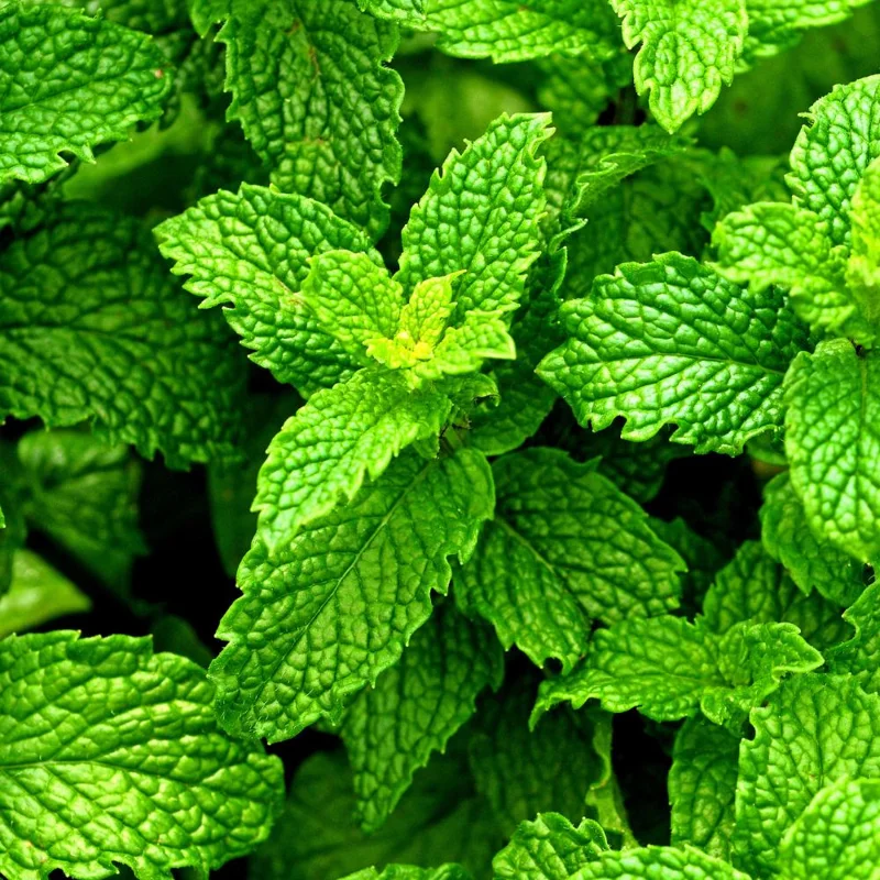 Peppermint Live Plant, Edible Fragrant Herb, 4-6 Inches Tall, Indoor Outdoor Peppermint Live Plant, Edible Fragrant Herb, 4-6 Inches Tall, Indoor Outdoor - Image 2