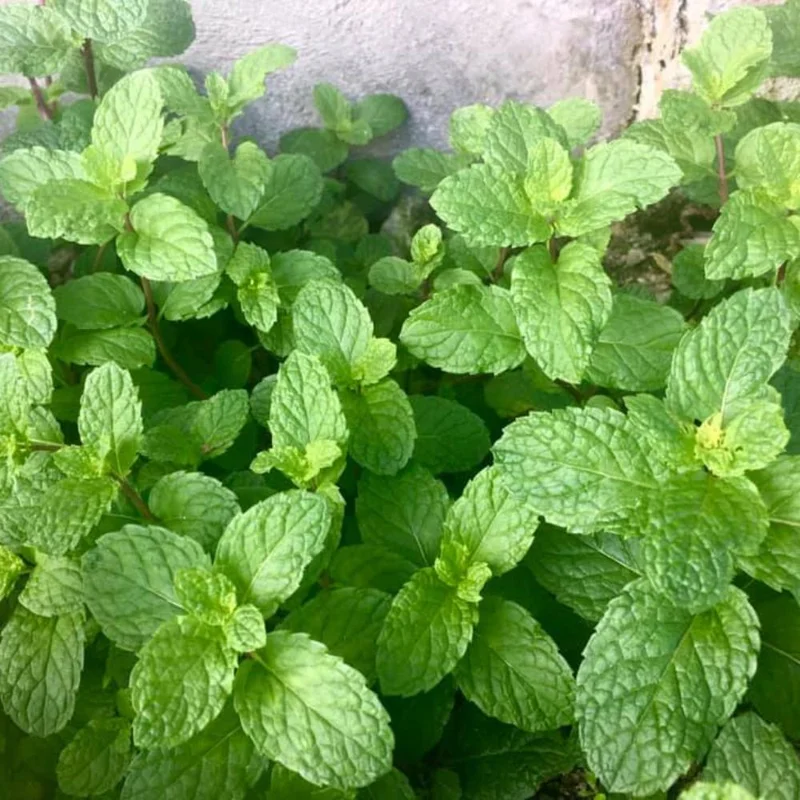 Peppermint Live Plant, Edible Fragrant Herb, 4-6 Inches Tall, Indoor Outdoor Peppermint Live Plant, Edible Fragrant Herb, 4-6 Inches Tall, Indoor Outdoor - Image 5