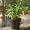 Peppermint Live Plant – Fresh Herb, Cold Hardy, 5 Inches Tall, 3.5-inch Pot - Image 1