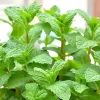 Peppermint Live Plant – Fresh Mint Herb – 4-6 Inch Tall – Outdoor Garden - Image 1