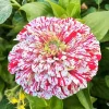 Peppermint Stick Zinnia Seeds – 50+ Count – Flower Elegans Annual – Outdoor Peppermint Stick Zinnia Seeds – 50+ Count – Flower Elegans Annual – Outdoor - Image 1