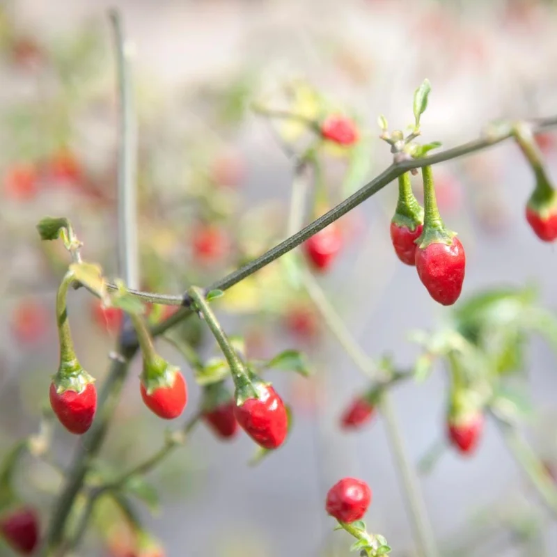 Pequin Pepper Plant Live – 3-5 Inch Tall, Hot Edible Pepper, for Patio & Garden - Image 2