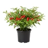 Pequin Pepper Plant Live – 3-5 Inch Tall, Hot Edible Pepper, for Patio & Garden - Image 1