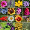 Perennial Wildflower Seed Mix - Heirloom Pollinator Food - 1200+ Seeds - Outdoor - Image 1