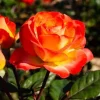 Perfect Moment Rose Live Plant, Hybrid Tea, Yellow Red Flowers, 4-6 Inch Tall - Image 1