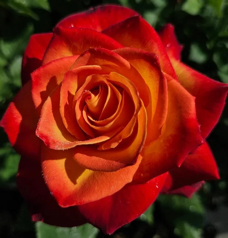 Perfect Moment Rose Live Plant, Hybrid Tea, Yellow Red Flowers, 4-6 Inch Tall Perfect Moment Rose Live Plant, Hybrid Tea, Yellow Red Flowers, 4-6 Inch Tall - Image 2