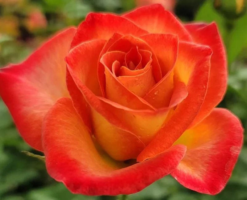 Perfect Moment Rose Live Plant, Hybrid Tea, Yellow Red Flowers, 4-6 Inch Tall Perfect Moment Rose Live Plant, Hybrid Tea, Yellow Red Flowers, 4-6 Inch Tall - Image 3