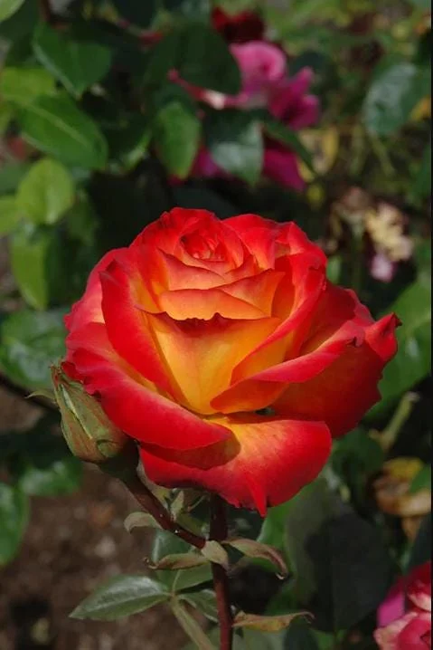 Perfect Moment Rose Live Plant, Hybrid Tea, Yellow Red Flowers, 4-6 Inch Tall Perfect Moment Rose Live Plant, Hybrid Tea, Yellow Red Flowers, 4-6 Inch Tall - Image 4