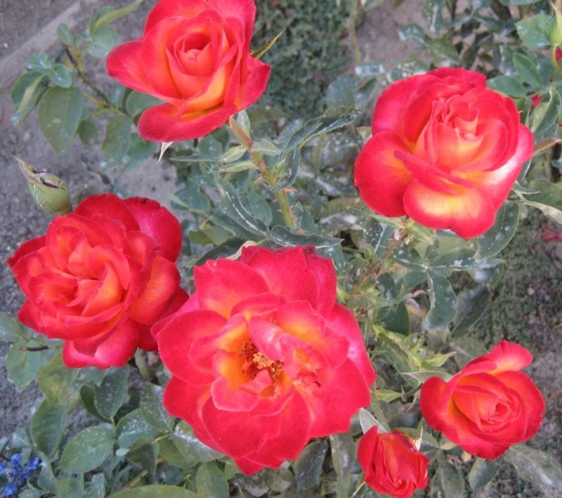 Perfect Moment Rose Live Plant, Hybrid Tea, Yellow Red Flowers, 4-6 Inch Tall Perfect Moment Rose Live Plant, Hybrid Tea, Yellow Red Flowers, 4-6 Inch Tall - Image 5