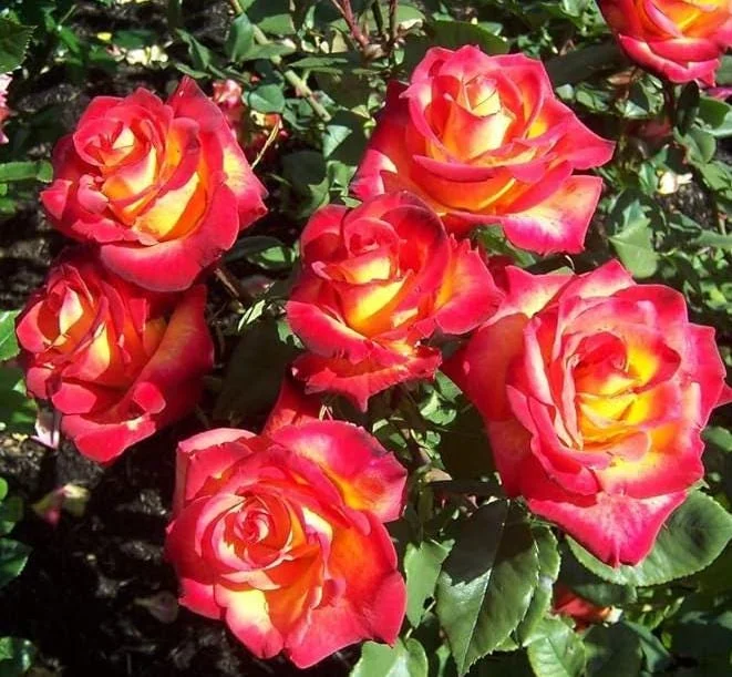 Perfect Moment Rose Live Plant, Hybrid Tea, Yellow Red Flowers, 4-6 Inch Tall Perfect Moment Rose Live Plant, Hybrid Tea, Yellow Red Flowers, 4-6 Inch Tall - Image 6