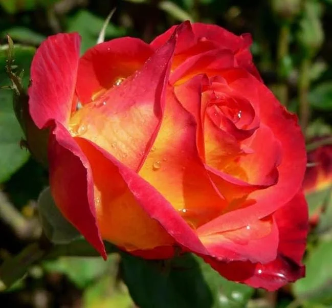 Perfect Moment Rose Live Plant, Hybrid Tea, Yellow Red Flowers, 4-6 Inch Tall Perfect Moment Rose Live Plant, Hybrid Tea, Yellow Red Flowers, 4-6 Inch Tall - Image 7