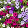 Petunia Seeds Dwarf Mix Variety, Annual Flower for Garden, Attracts Bees, 2000+ Seeds Petunia Seeds Dwarf Mix Variety, Annual Flower for Garden, Attracts Bees, 2000+ Seeds - Image 1