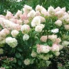 Phantom Hydrangea Shrub Live Plant 6-12 Inch Tall, 2.5 Inch Pot, White Pink Panicle Hydrangea Tree Phantom Hydrangea Shrub Live Plant 6-12 Inch Tall, 2.5 Inch Pot, White Pink Panicle Hydrangea Tree - Image 1