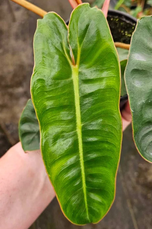 Philodendron Billietiae Live Plant - Rare Tropical Aroid, 4 inch Pot, Indoor - Image 2