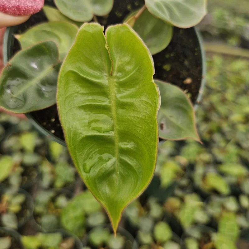Philodendron Billietiae Live Plant - Rare Tropical Aroid, 4 inch Pot, Indoor - Image 1