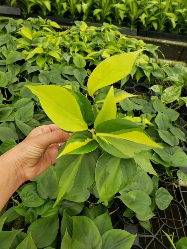 Philodendron Brasil Live Plant – 4 Inch Pot – Trailing Variegated Houseplant - Image 2