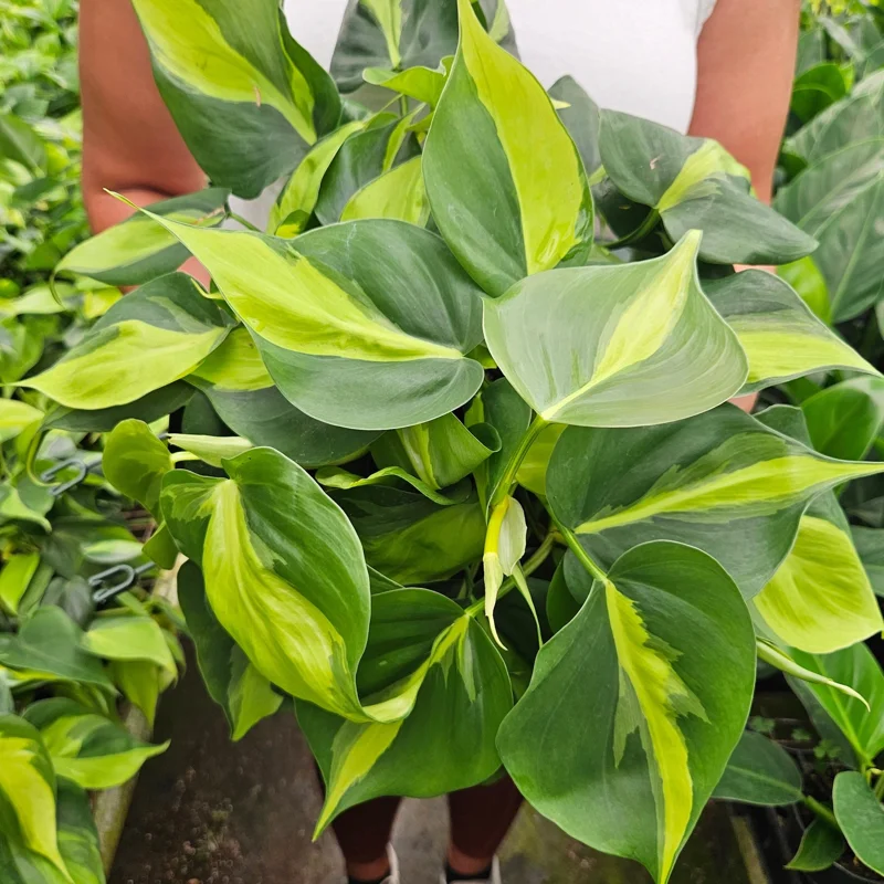 Philodendron Brasil Live Plant – 4 Inch Pot – Trailing Variegated Houseplant - Image 1