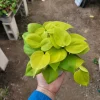 Philodendron Cordatum Lemon Lime Live Plant – 4in Pot – Vining Houseplant - Image 1