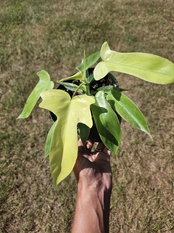 Philodendron Florida Beauty Ghost Mint Live Plant – Rare Tropical Houseplant – 6 Inch Pot - Image 1
