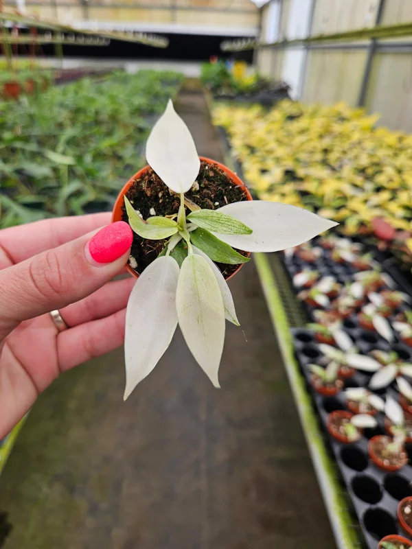 Philodendron Florida Beauty Ghost Mint Live Plant - Rare Tropical Houseplant, 4-6 inch pot Philodendron Florida Beauty Ghost Mint Live Plant - Rare Tropical Houseplant, 4-6 inch pot - Image 2