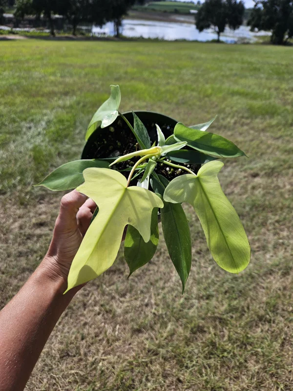 Philodendron Florida Beauty Ghost Mint Live Plant – Rare Tropical Houseplant – 6 Inch Pot - Image 2