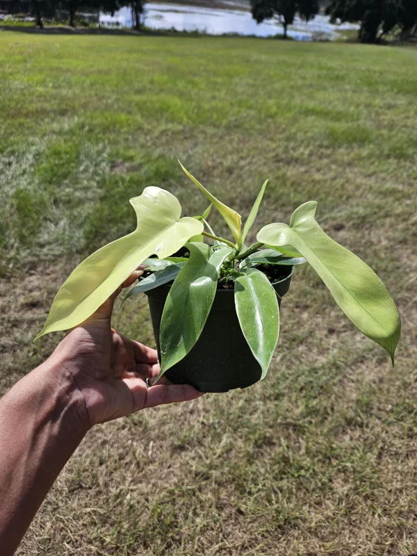 Philodendron Florida Beauty Ghost Mint Live Plant - Rare Tropical Houseplant, 4-6 inch pot Philodendron Florida Beauty Ghost Mint Live Plant - Rare Tropical Houseplant, 4-6 inch pot - Image 6