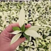 Philodendron Florida Beauty Ghost Mint Live Plant - Rare Tropical Houseplant, 4-6 inch pot - Image 1