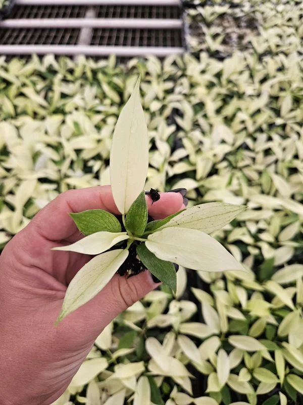 Philodendron Florida Beauty Ghost Mint Live Plant - Rare Tropical Houseplant, 4-6 inch pot Philodendron Florida Beauty Ghost Mint Live Plant - Rare Tropical Houseplant, 4-6 inch pot - Image 1